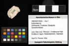 Foto (Objekt + Etiketten) von Eodromites sp. 